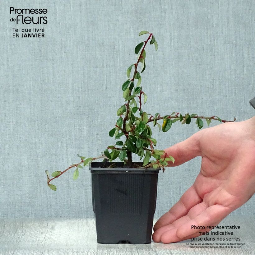 Spécimen de Cotonéaster dammeri Eichholz Godet de 8/9 cm tel que livré en hiver