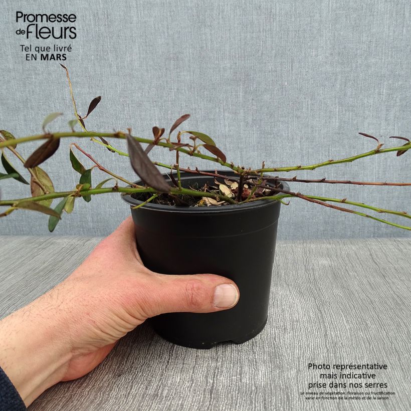 Spécimen de Cotoneaster dammeri Miranda Pot de 1L/1,5L tel que livré en hiver