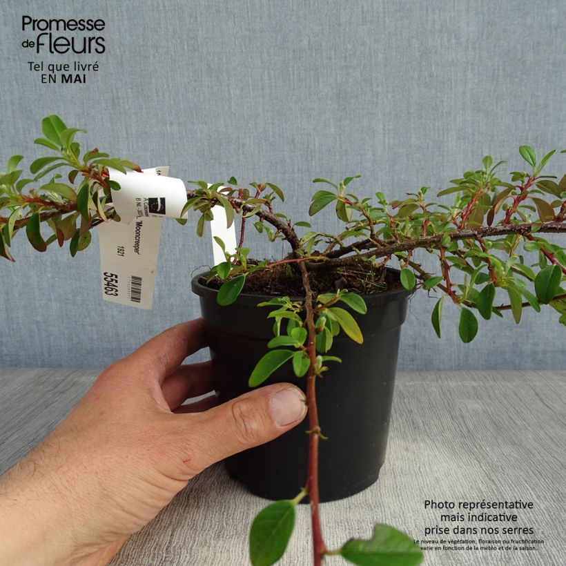 Spécimen de Cotoneaster dammeri Mooncreeper Pot de 1L/1,5L tel que livré au printemps