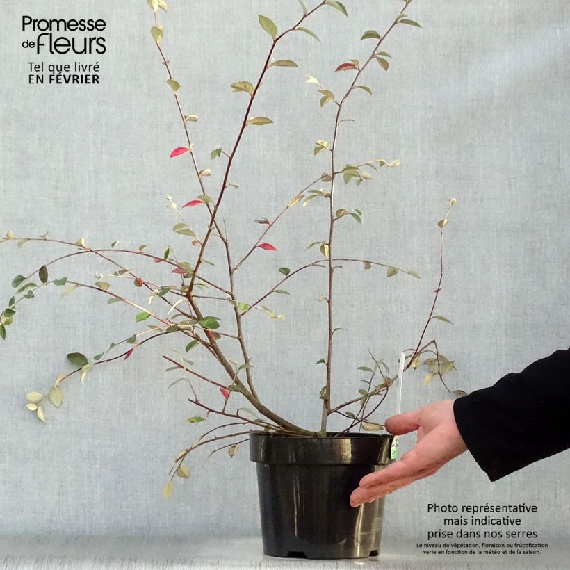 Spécimen de Cotoneaster franchetii - Cotonéastre de Franchet Pot de 2L/3L tel que livré en hiver