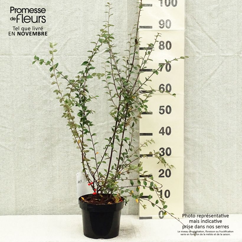 Spécimen de Cotoneaster franchetii - Cotonéastre de Franchet Pot de 2L/3L tel que livré en automne