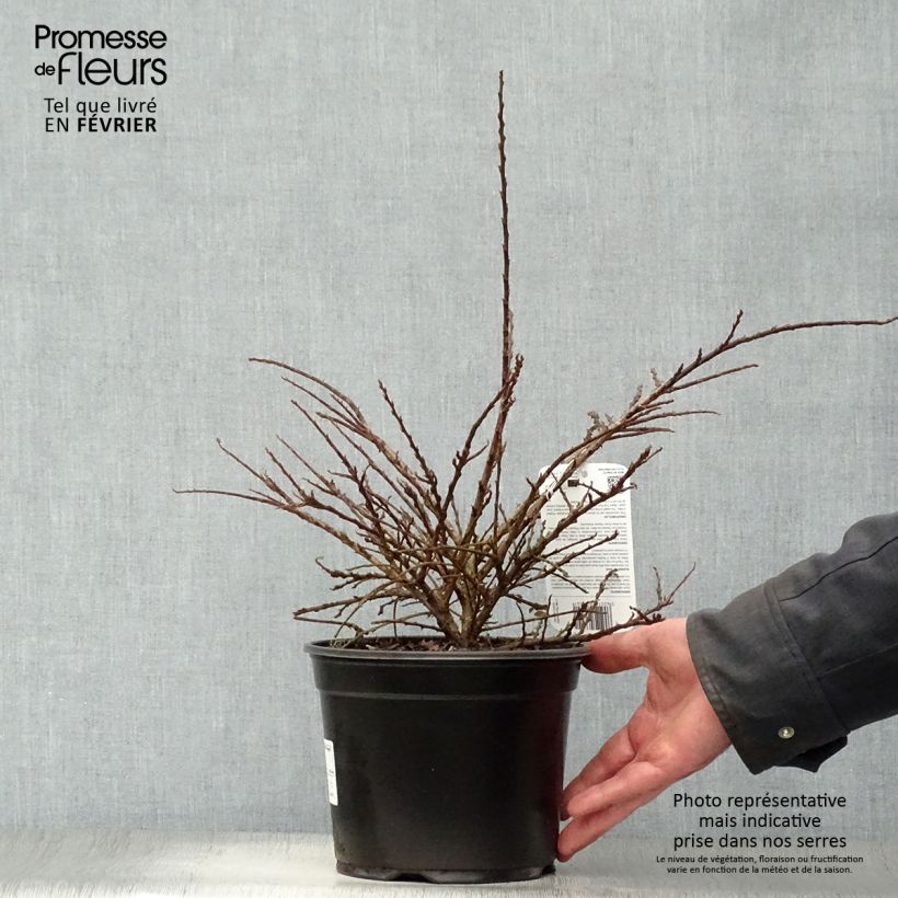 Spécimen de Cotoneaster horizontalis - Cotonéaster rampant Pot de 2L/3L tel que livré en hiver