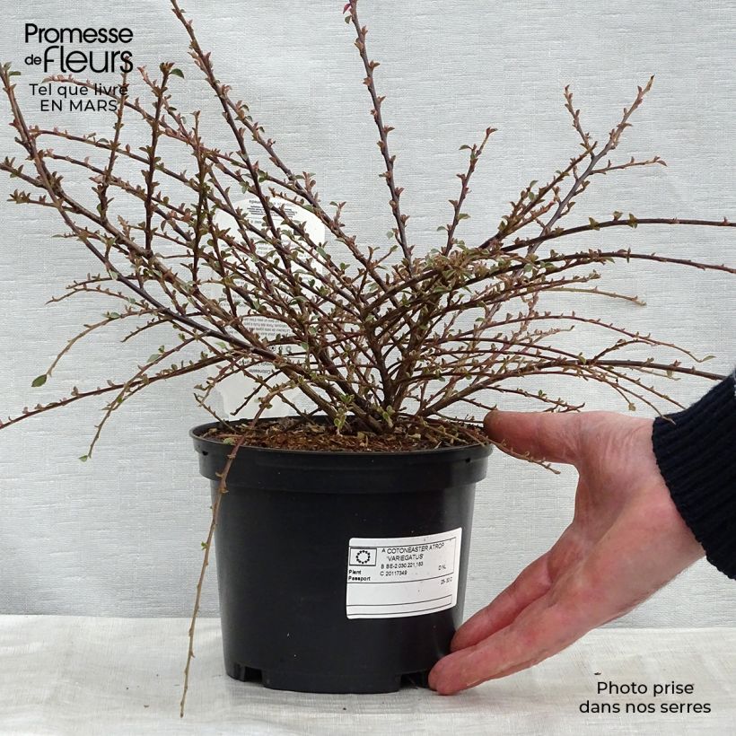Spécimen de Cotoneaster horizontalis Variegatus - Cotonéaster rampant Pot de 2L/3L tel que livré en hiver