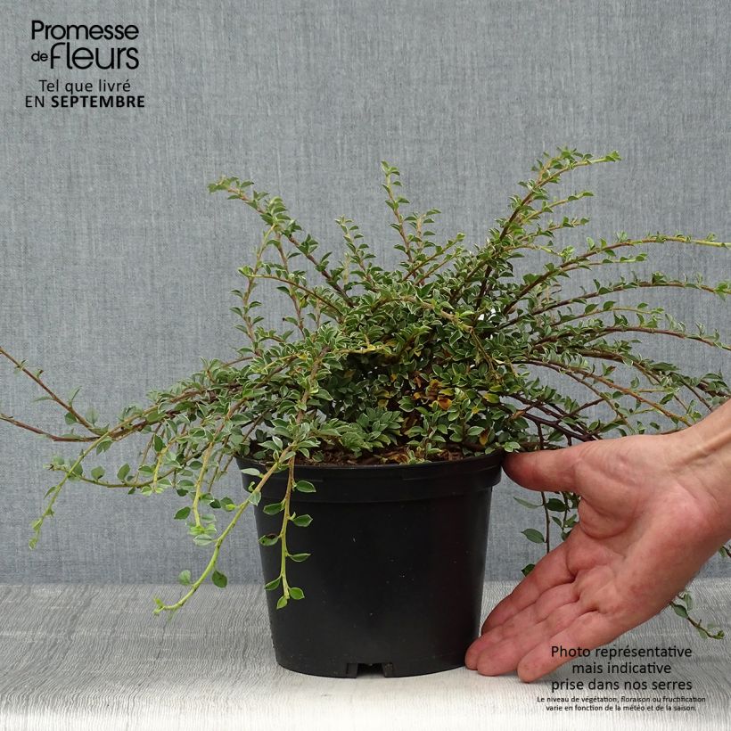 Spécimen de Cotoneaster horizontalis Variegatus - Cotonéaster rampant Pot de 2L/3L tel que livré en automne