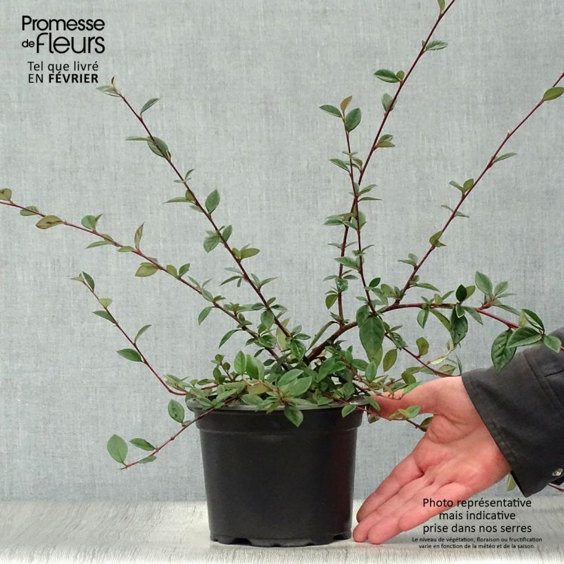 Spécimen de Cotoneaster lacteus - Cotonéaster laiteux Pot de 2L/3L tel que livré en hiver