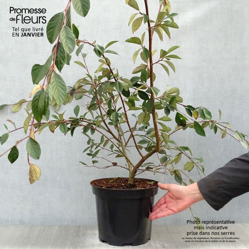 Spécimen de Cotoneaster lacteus - Cotonéaster laiteux Pot de 7,5L/10L tel que livré en hiver