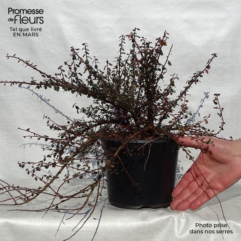 Spécimen de Cotoneaster microphyllus - Cotonéaster à petites feuilles Pot de 2L/3L tel que livré au printemps