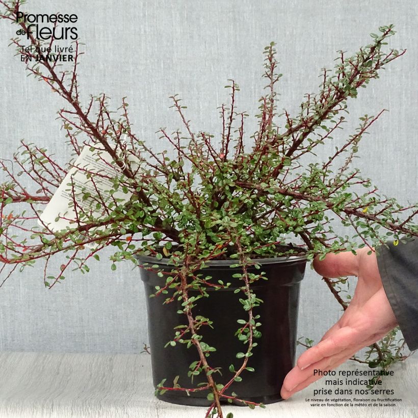Spécimen de Cotoneaster microphyllus - Cotonéaster à petites feuilles Pot de 2L/3L tel que livré en hiver