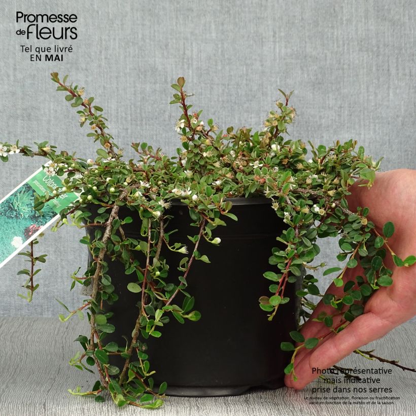 Spécimen de Cotoneaster procumbens Streibs Findling - Cotonéaster rampant Pot de 1,5L/2L tel que livré au printemps