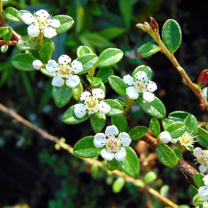 Cotoneaster suecicus Coral Beauty (Floraison)