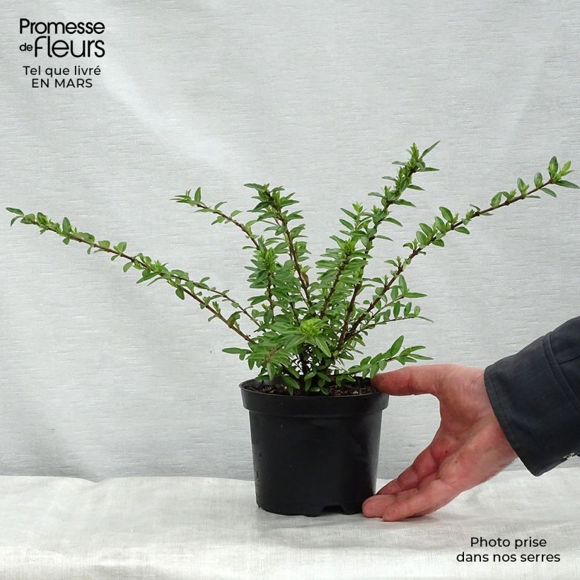 Spécimen de Cotoneaster suecicus Coral Beauty Pot de 1L/1,5L tel que livré au printemps