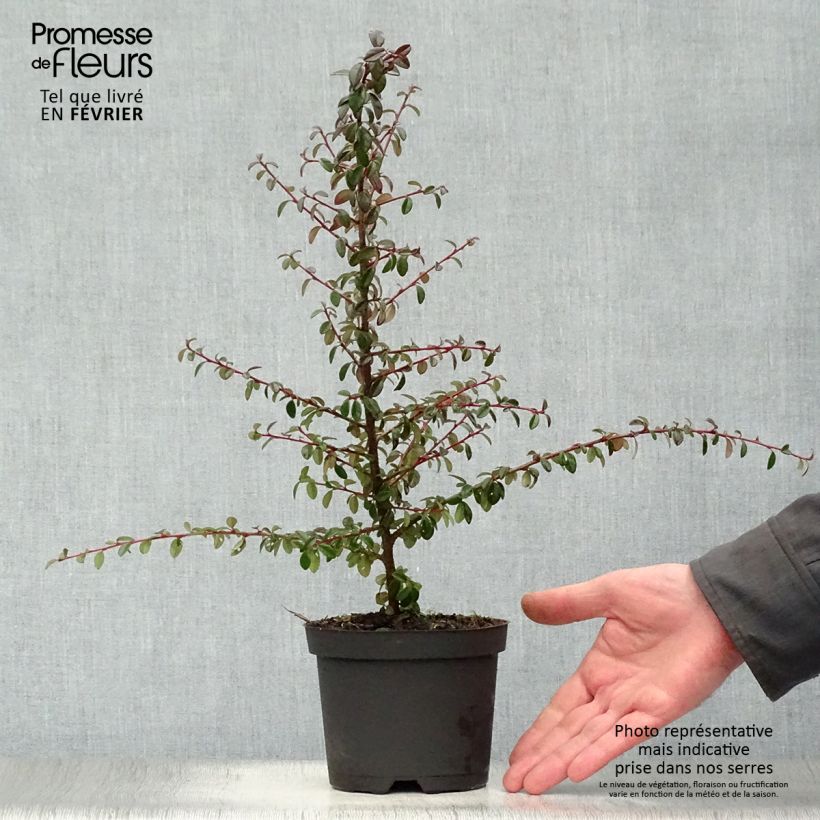 Spécimen de Cotoneaster suecicus Coral Beauty Pot de 1L/1,5L tel que livré en hiver