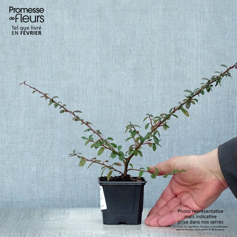 Spécimen de Cotoneaster suecicus Coral Beauty Godet de 8/9 cm tel que livré en hiver