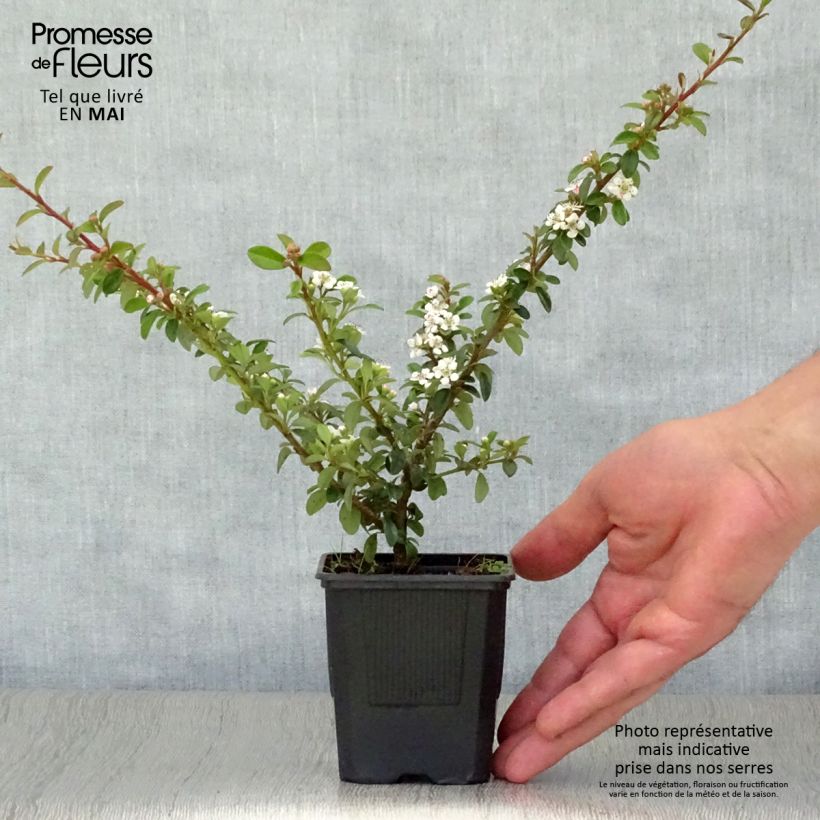 Spécimen de Cotoneaster suecicus Coral Beauty Godet de 8/9 cm tel que livré au printemps