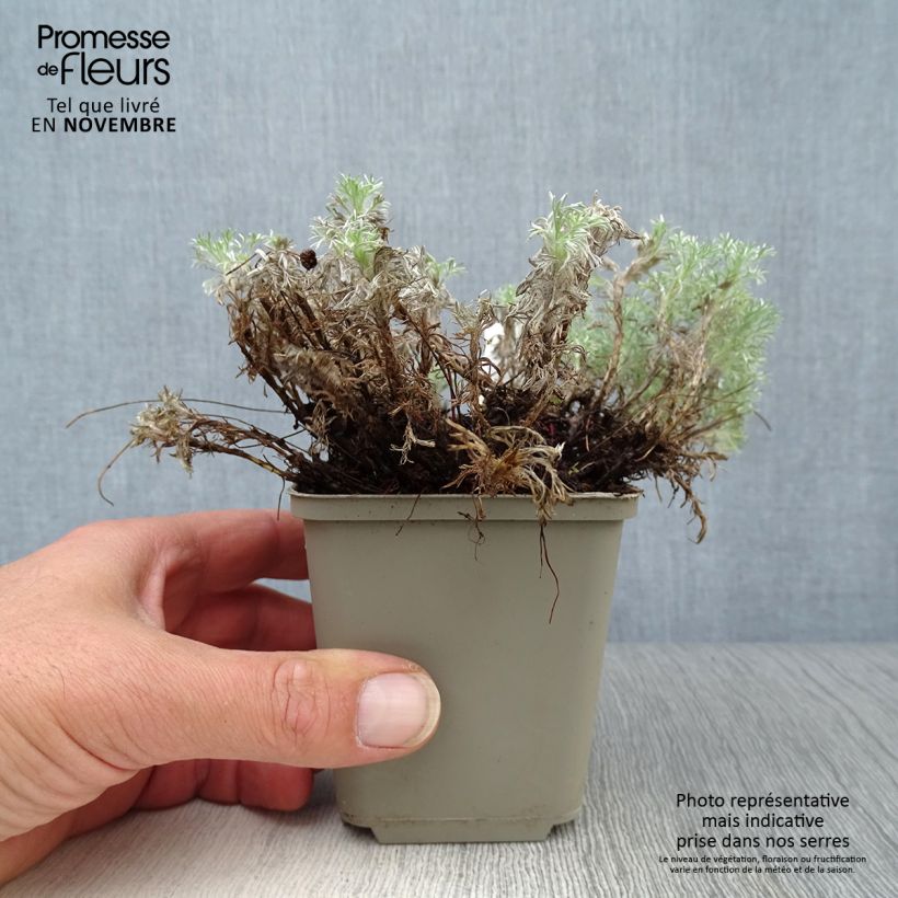 Spécimen de Cotula hispida - Leptinella Godet de 8/9 cm tel que livré en automne