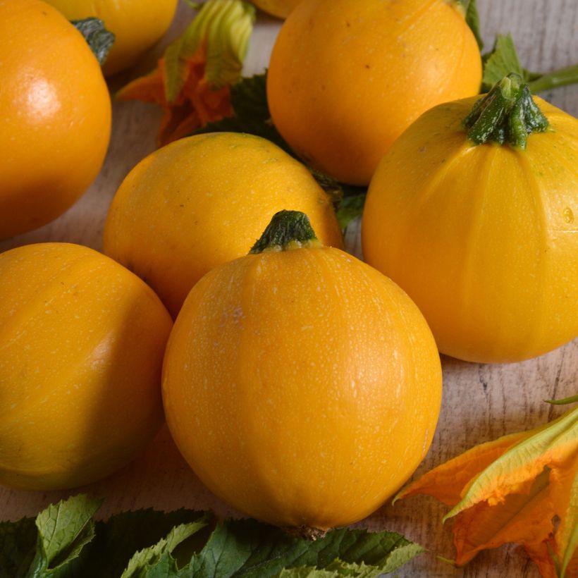 Courgette ronde jaune Midas F1 (Récolte)
