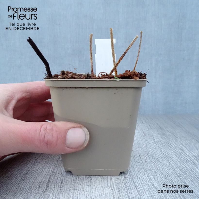 Spécimen de Crambe cordifolia - Chou nuage blanc Godet de 8/9 cm tel que livré en hiver