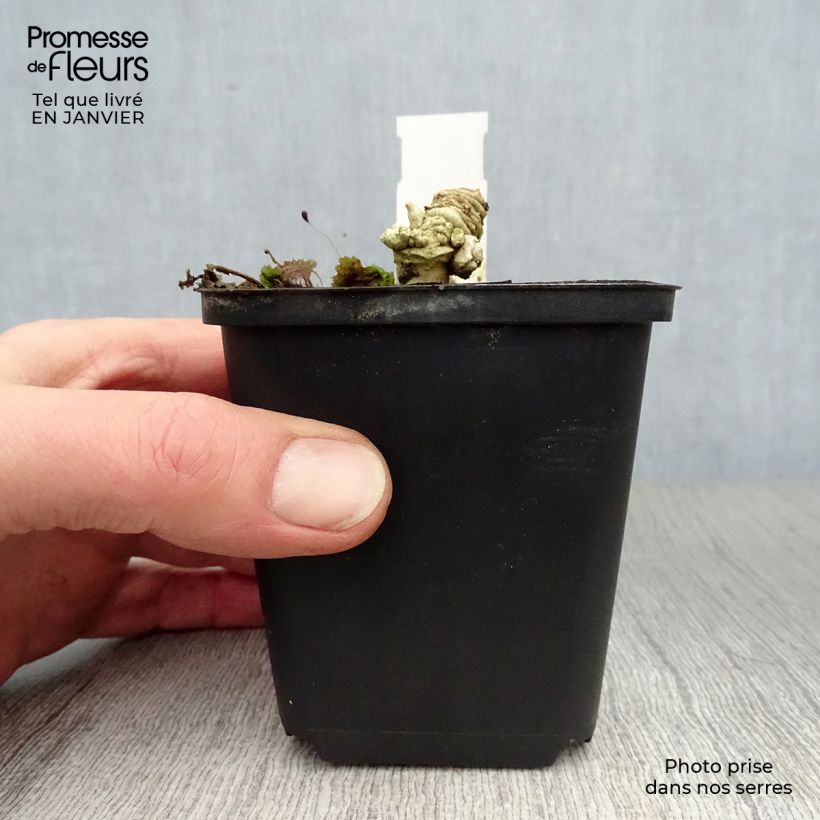 Spécimen de Crambe maritima - choux maritime Godet de 8/9 cm tel que livré en hiver