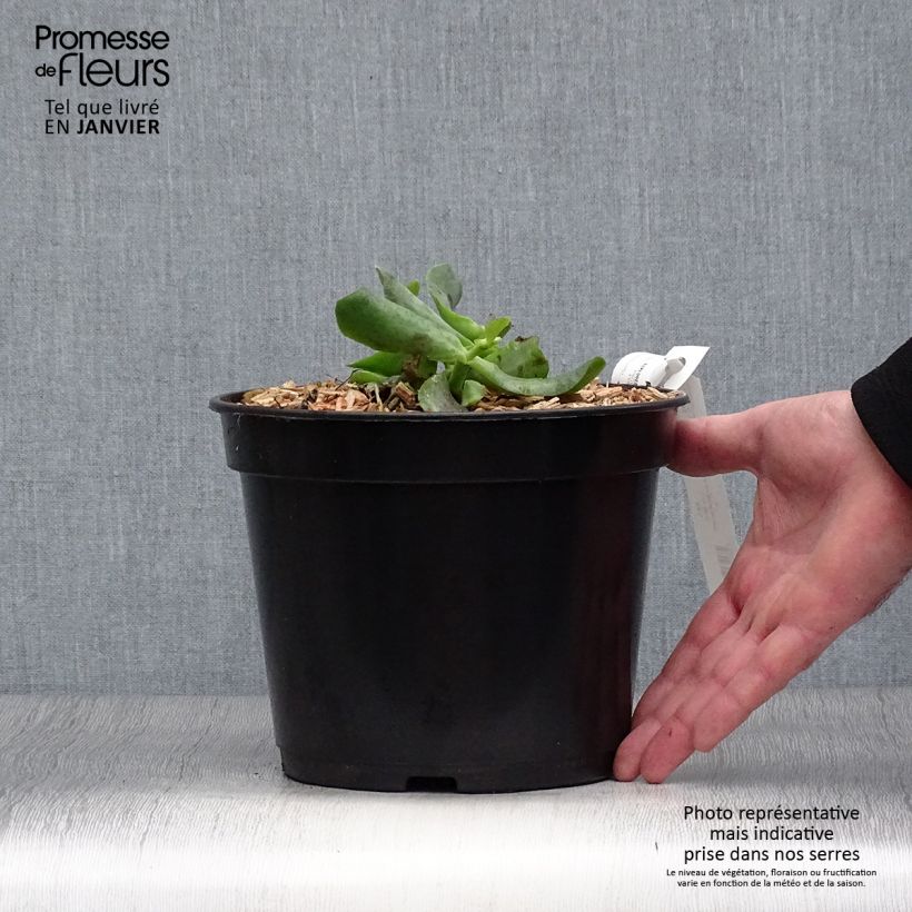 Spécimen de Crassula arborescens Curly Grey Pot de 3L/4L tel que livré en hiver