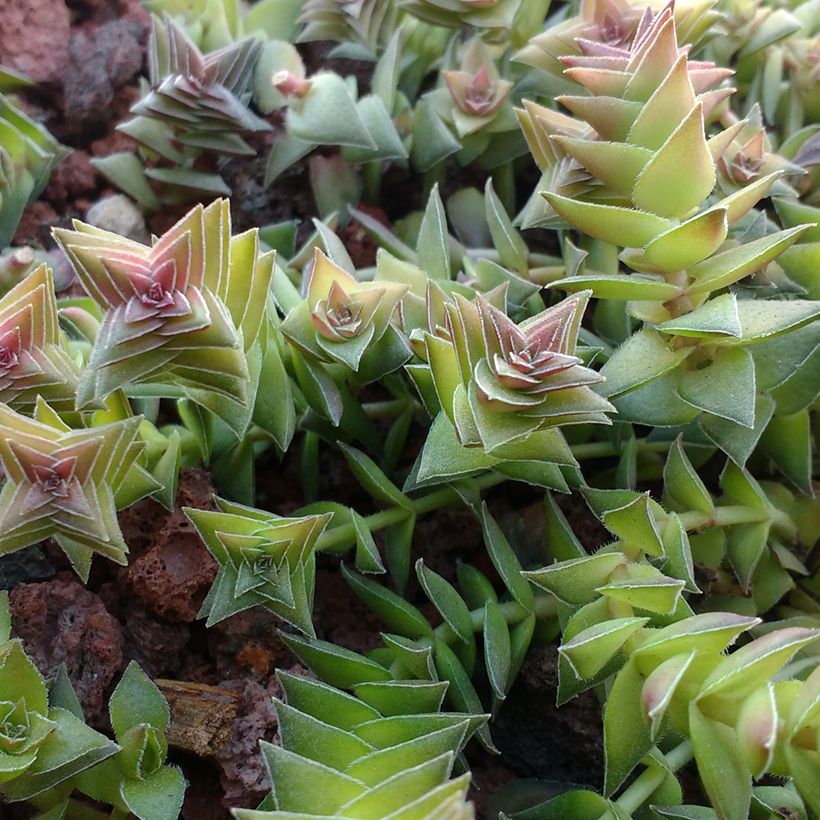 Crassula capitella (Feuillage)