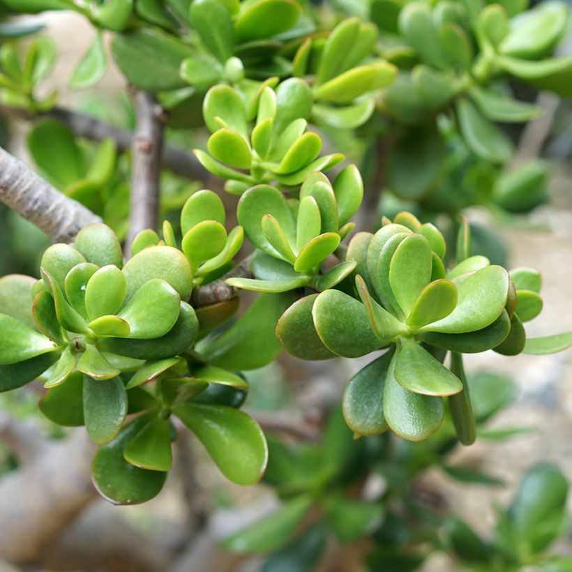 Crassula ovata - Arbre de Jade (Feuillage)