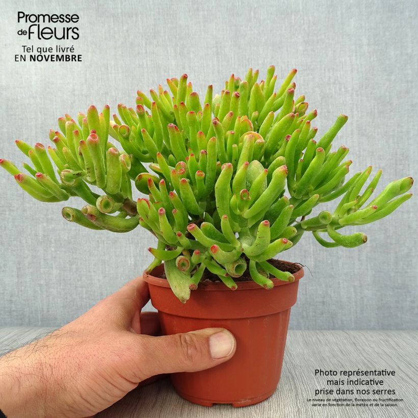 Spécimen de Crassula ovata Hobbit Pot de 12 cm / 13 cm tel que livré en automne