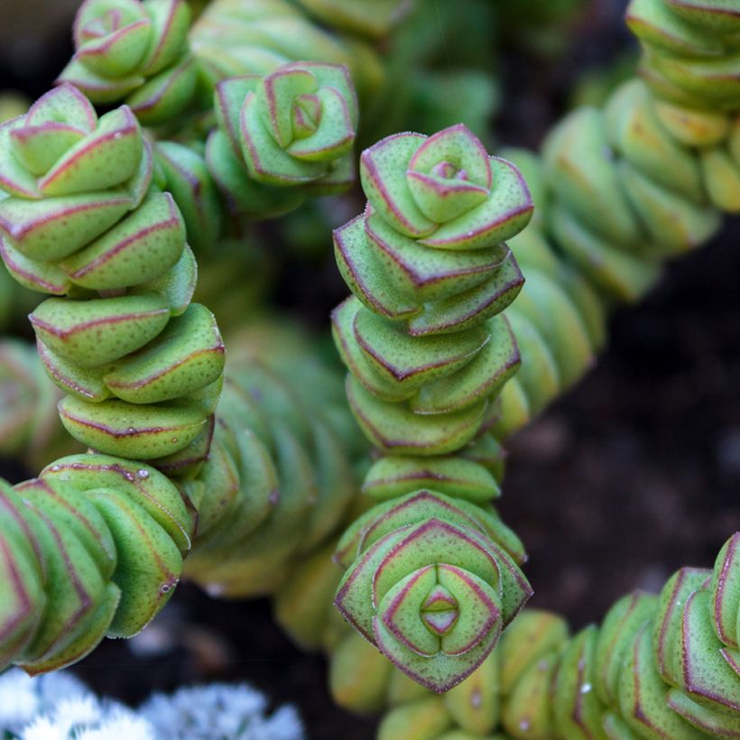 Crassula perforata (Feuillage)