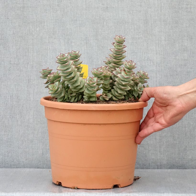 Spécimen de Crassula perforata Pot de 7,5L/10L, 20/25 diamètre tel que livré en automne