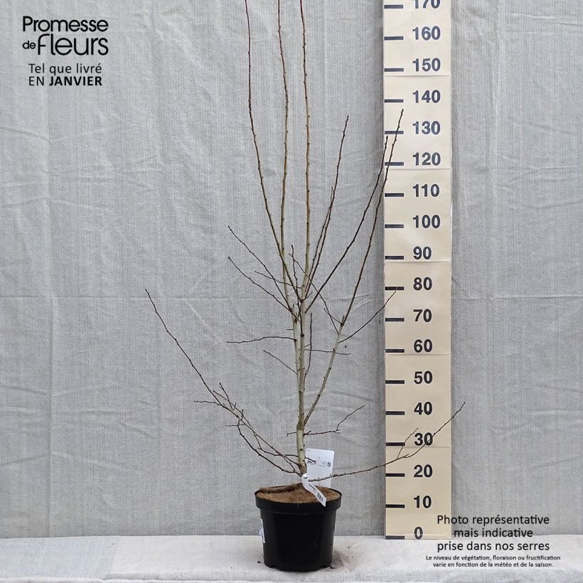 Spécimen de Crataegus grignonensis - Aubépine de Grignon Pot de 7,5L/10L tel que livré en hiver