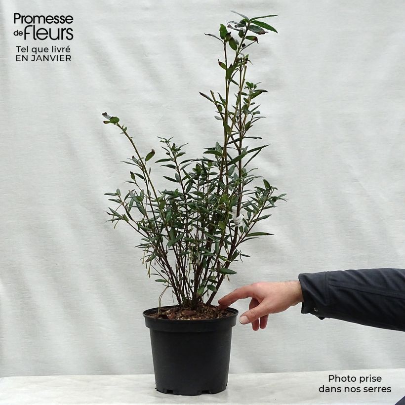 Spécimen de Crinodendron hookerianum - Arbre aux lanternes Pot de 4L/5L tel que livré en hiver