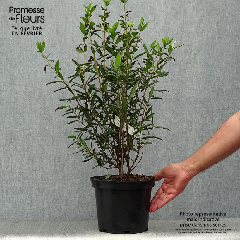 Spécimen de Crinodendron hookerianum - Arbre aux lanternes Pot de 4L/5L tel que livré en automne