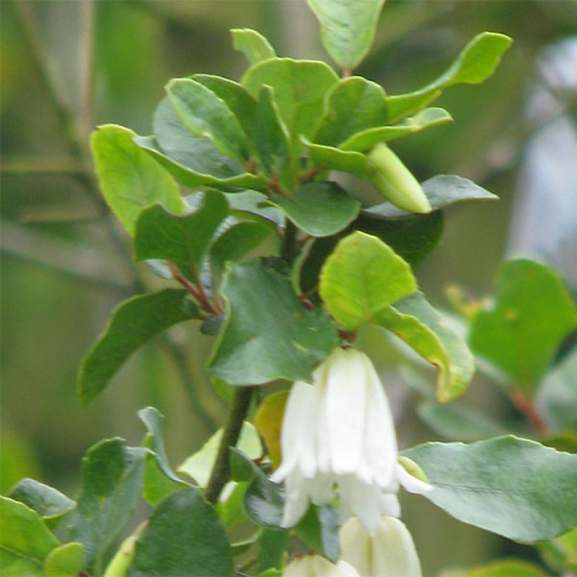 Crinodendron patagua (Feuillage)