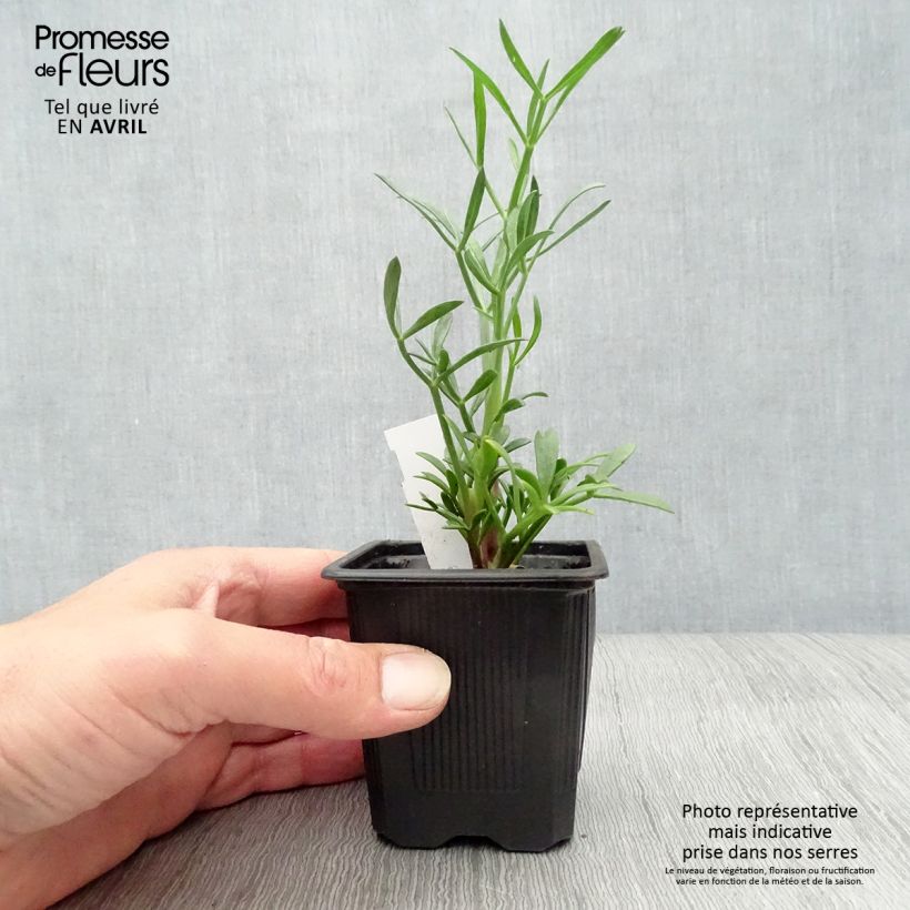 Spécimen de Crithmum maritimum - Crithme maritime ou Criste marine Godet de 8/9 cm tel que livré au printemps