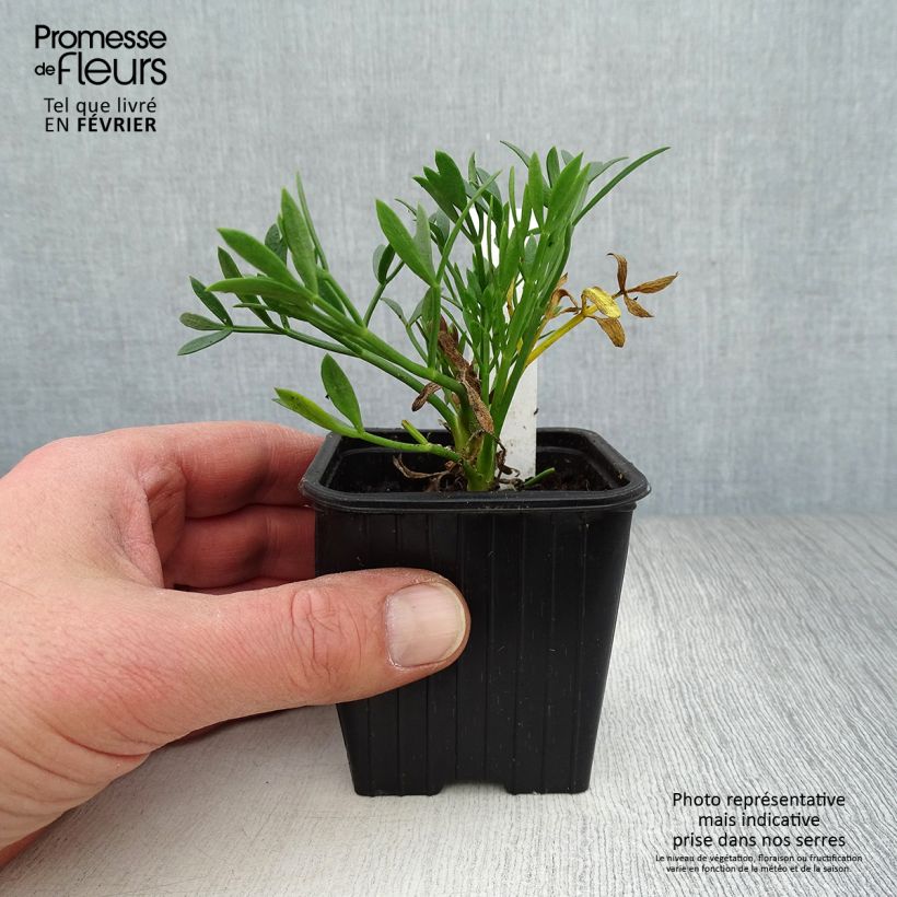 Spécimen de Crithmum maritimum - Crithme maritime ou Criste marine Godet de 8/9 cm tel que livré en hiver