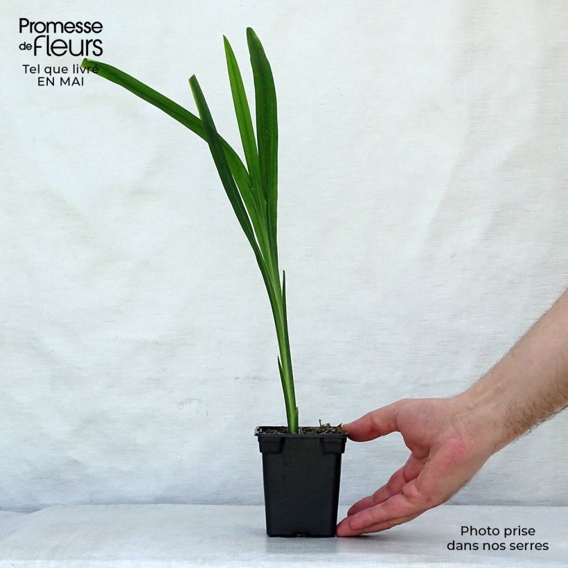 Spécimen de Crocosmia Carmine Brillant - Montbretia Godet de 7/8 cm tel que livré au printemps