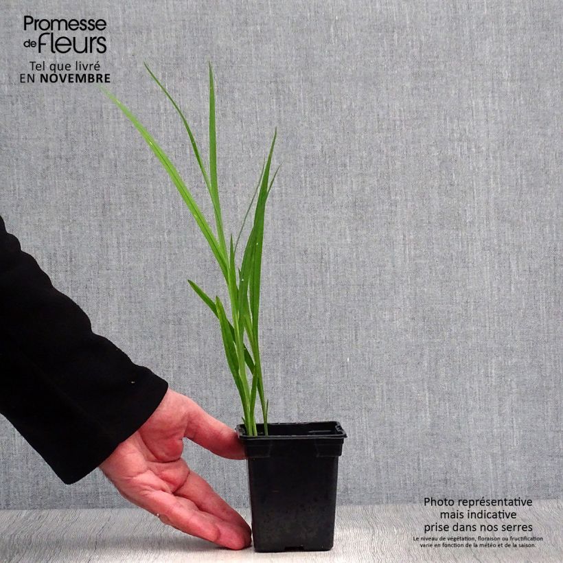 Spécimen de Crocosmia Carmine Brillant - Montbretia Godet de 7/8 cm tel que livré en automne