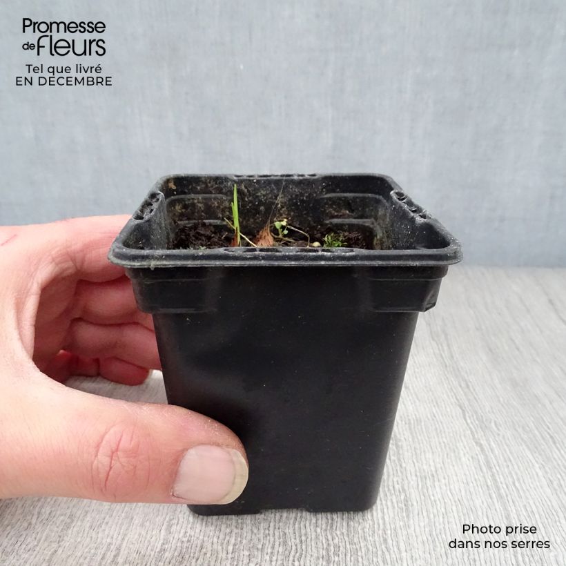 Spécimen de Crocosmia Carmine Brillant - Montbretia Godet de 7/8 cm tel que livré en hiver