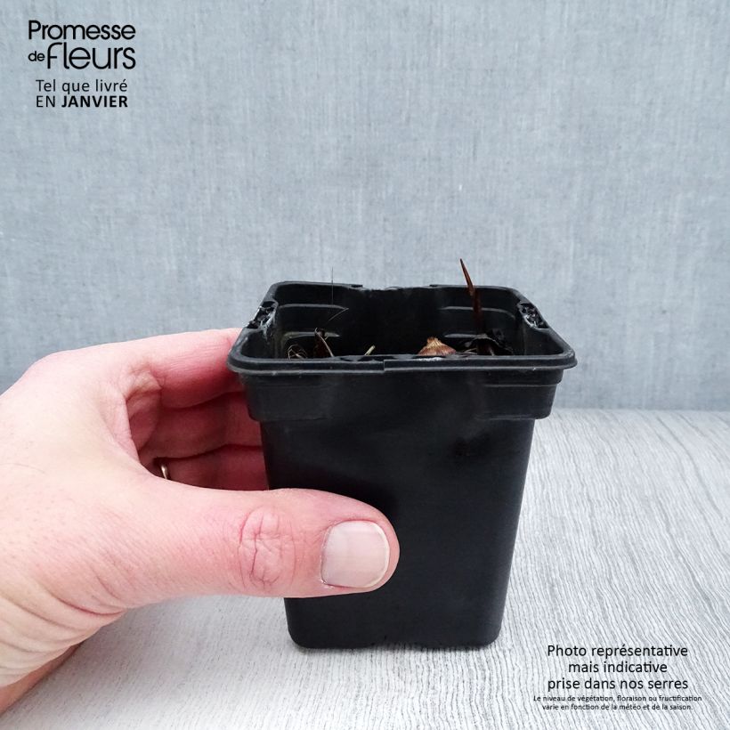 Spécimen de Crocosmia George Davison - Montbretia jaune orangé Godet de 7/8 cm tel que livré en hiver