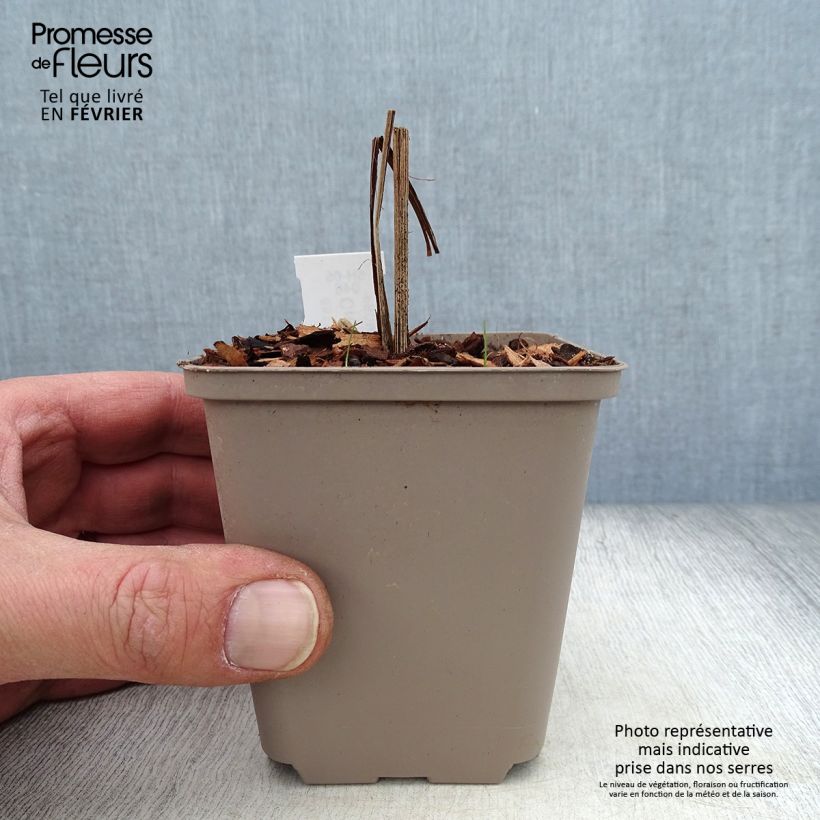 Spécimen de Crocosmia Hellfire - Montbretia Godet de 8/9 cm tel que livré en hiver