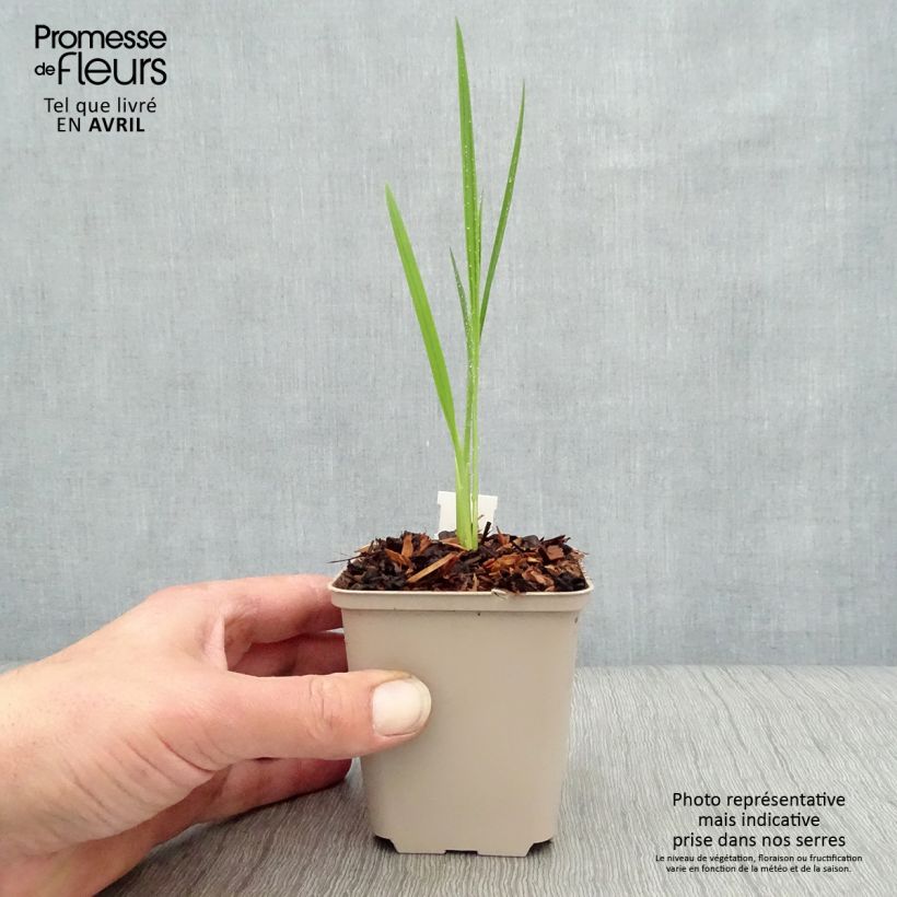 Spécimen de Crocosmia Hellfire - Montbretia Godet de 8/9 cm tel que livré au printemps