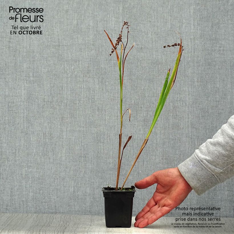 Spécimen de Crocosmia Météore - Montbretia  Godet de 7/8 cm, Godet de 8 cm tel que livré en automne