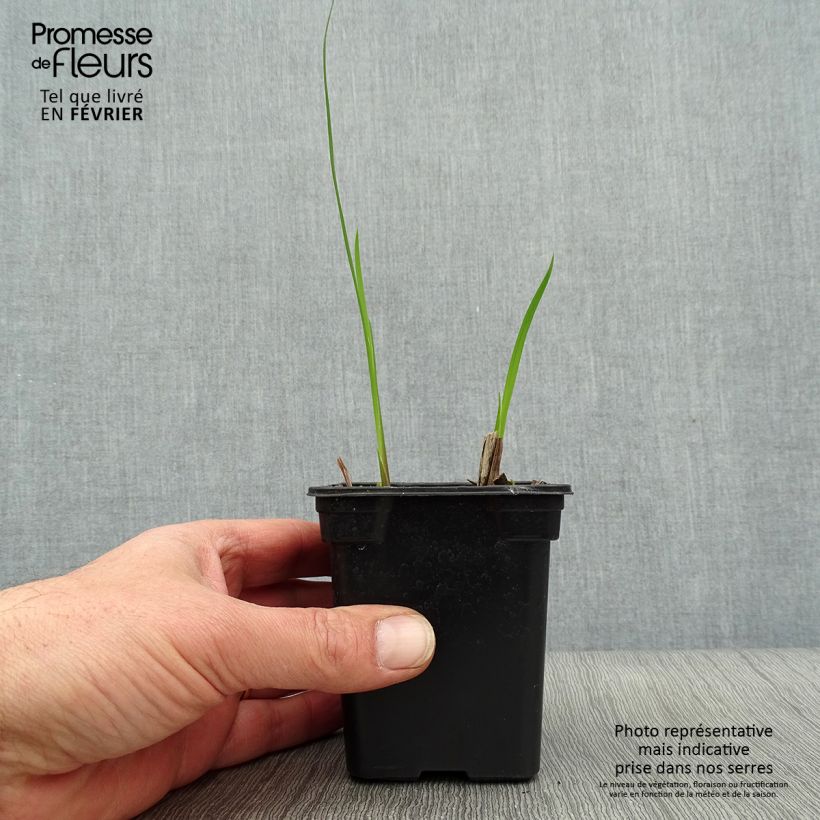 Spécimen de Crocosmia Météore - Montbretia  Godet de 7/8 cm, Godet de 8 cm tel que livré en hiver