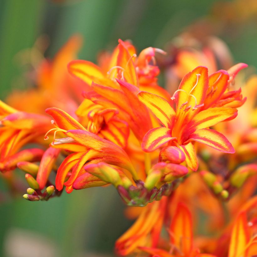 Crocosmia Firestarter - Montbretia (Floraison)