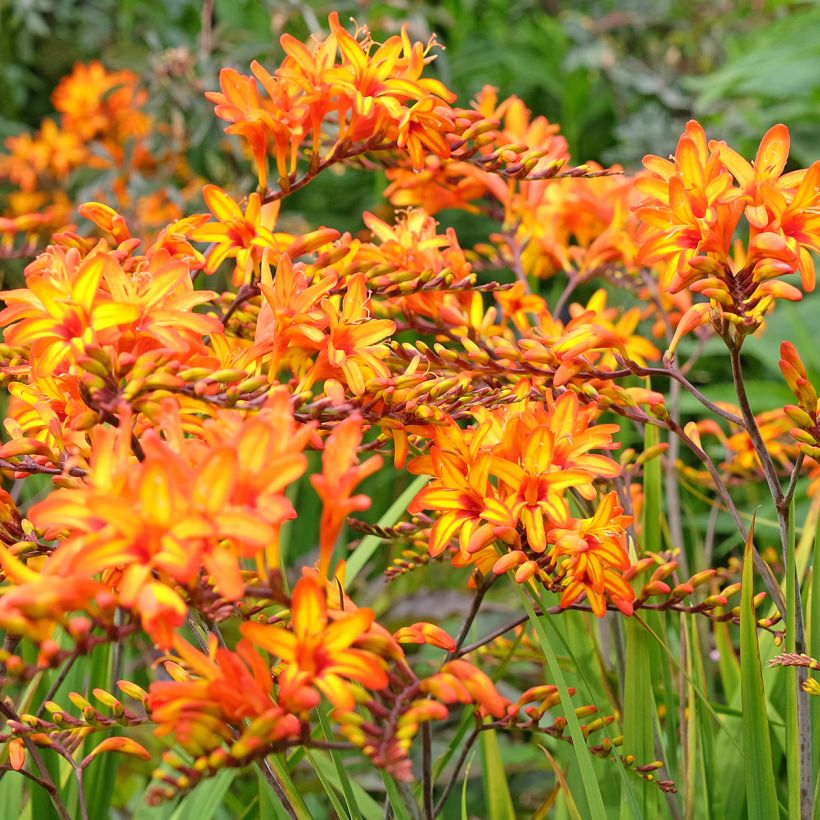 Crocosmia Firestarter - Montbretia (Port)