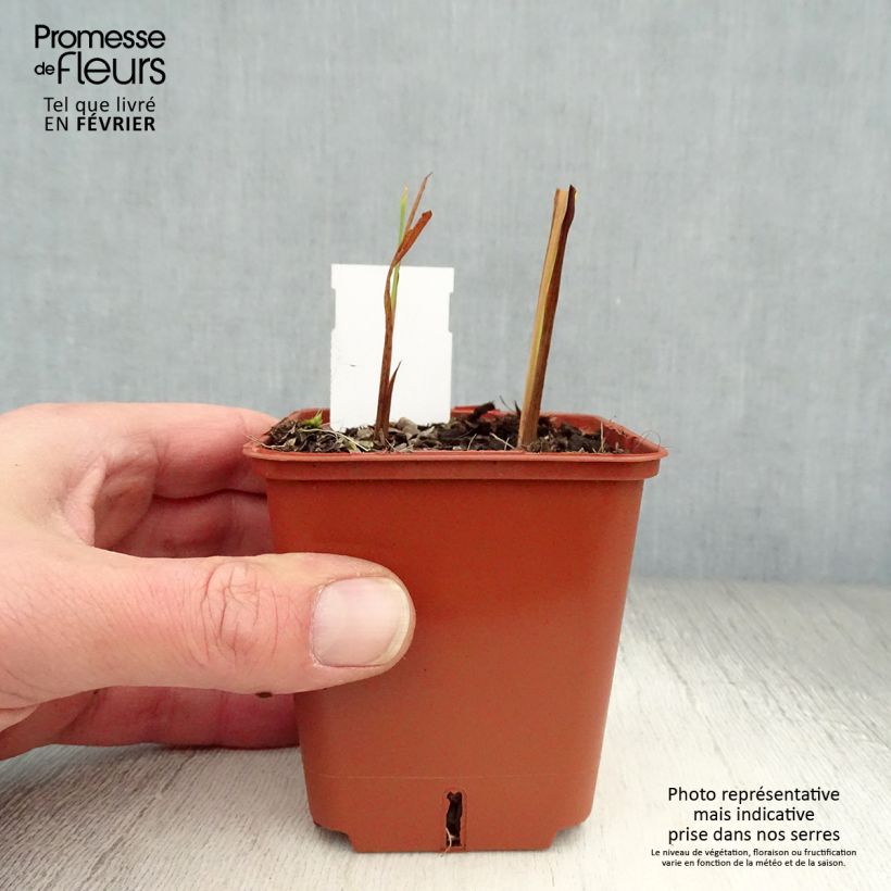 Spécimen de Crocosmia hybride Paul’s Best Yellow - Montbretia Godet de 8/9 cm tel que livré en hiver