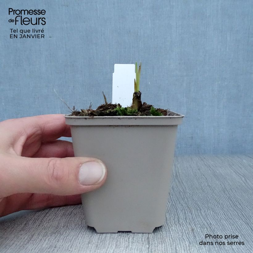 Spécimen de Crocosmia hybride Saracen - Montbretia Godet de 8/9 cm tel que livré en hiver