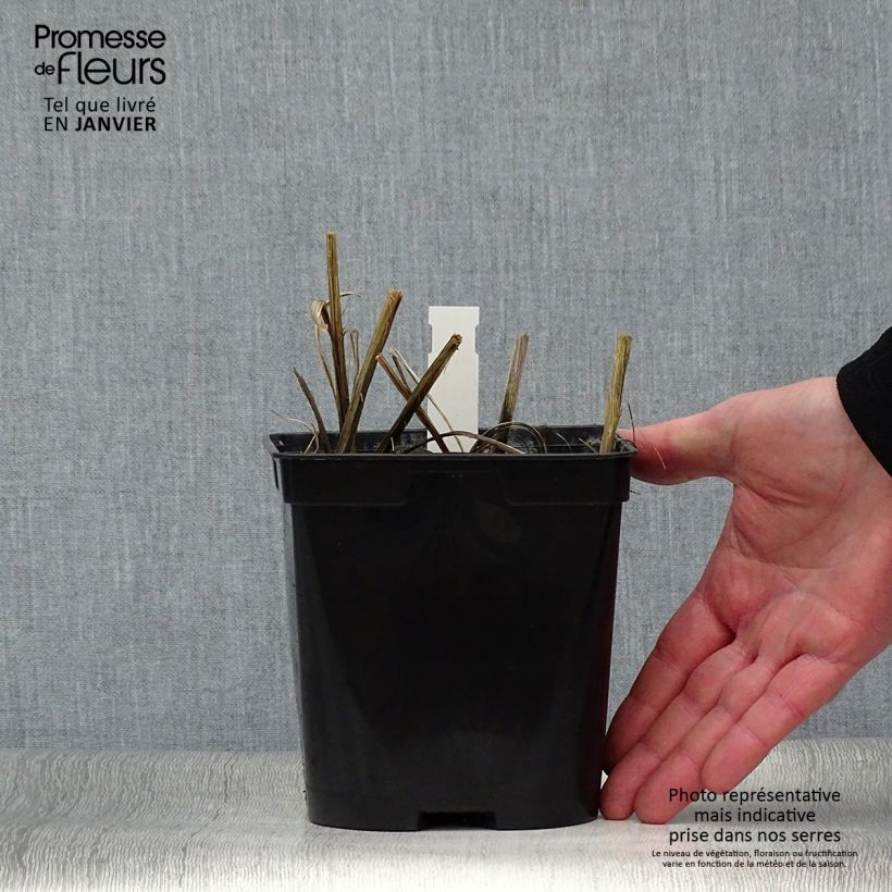Spécimen de Crocosmia hybride Star of the East - Montbretia Pot de 2L/3L tel que livré en hiver