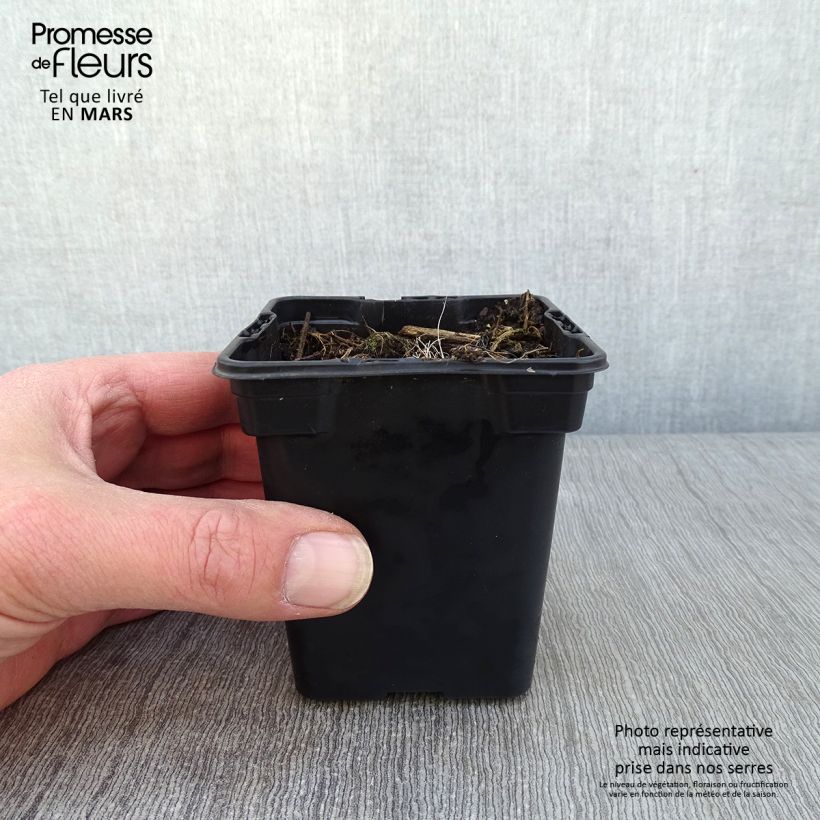 Spécimen de Crocosmia ou montbretia crocosmiflora Emily McKenzie Godet de 7/8 cm tel que livré en hiver