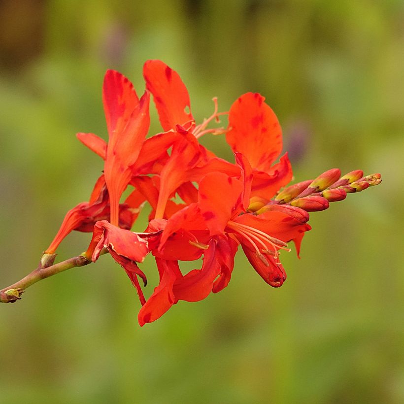 Crocosmia Hellfire - Montbretia (Floraison)