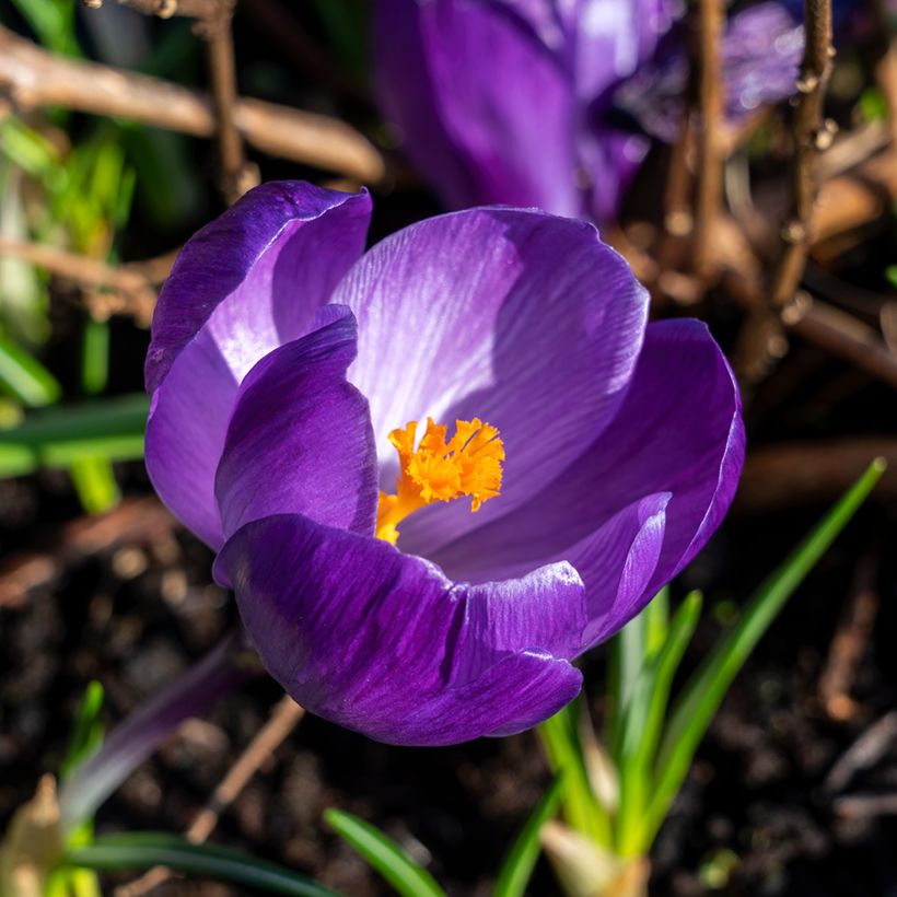 Crocus Mammouth Flower Record (Floraison)